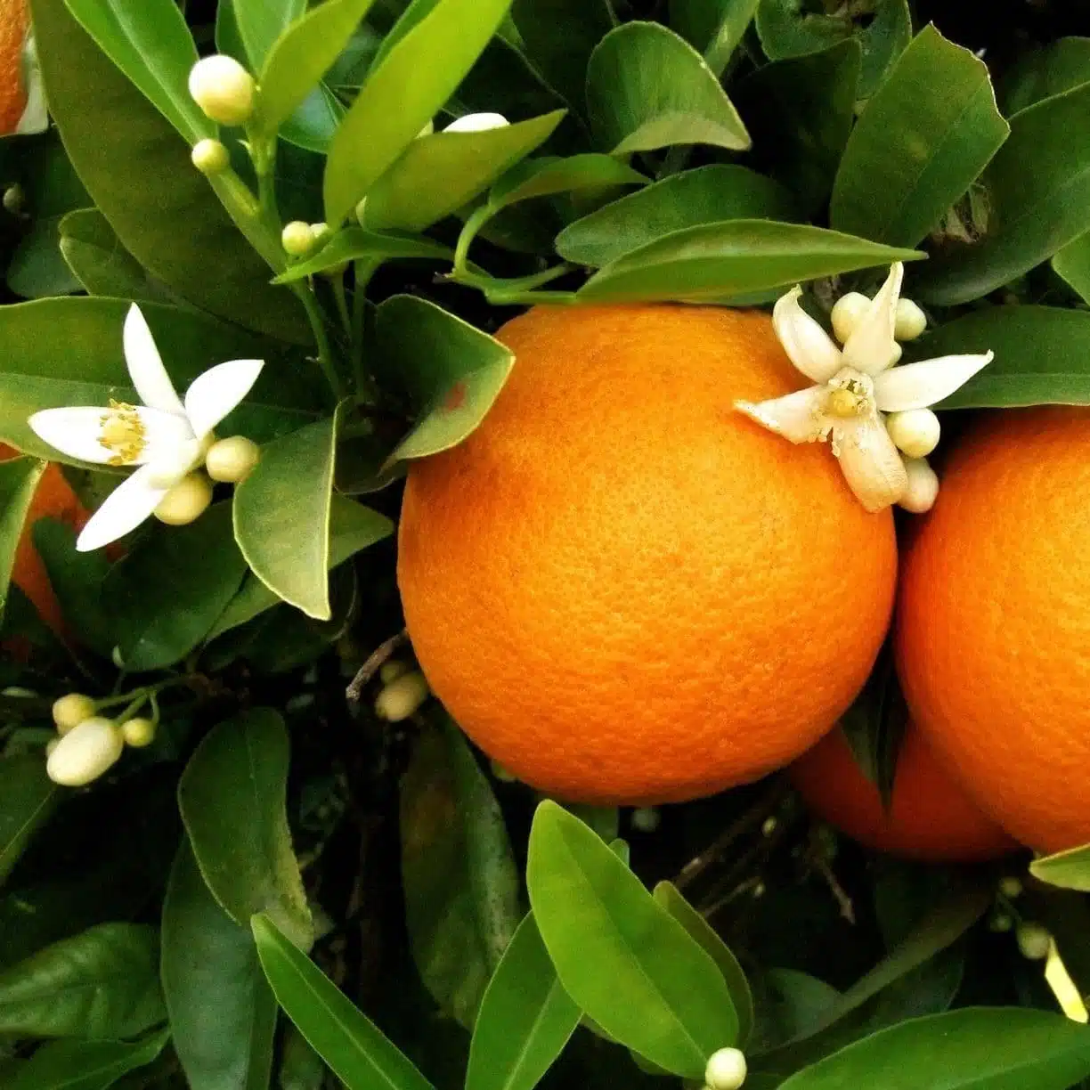 Miel d’Oranger – Image 2